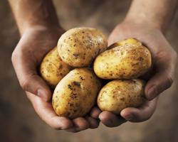 Картофельная диета: меню для похудения Как достигается эффект похудения