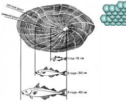 Определение возраста рыб по чешуе и костям